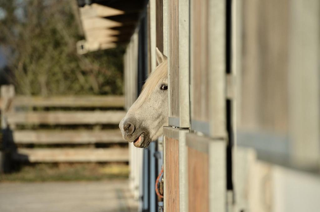 Mas De La Grenouillere Hotel Et Centre Equestre En Pleine Nature Saintes-Maries-de-la-Mer Buitenkant foto