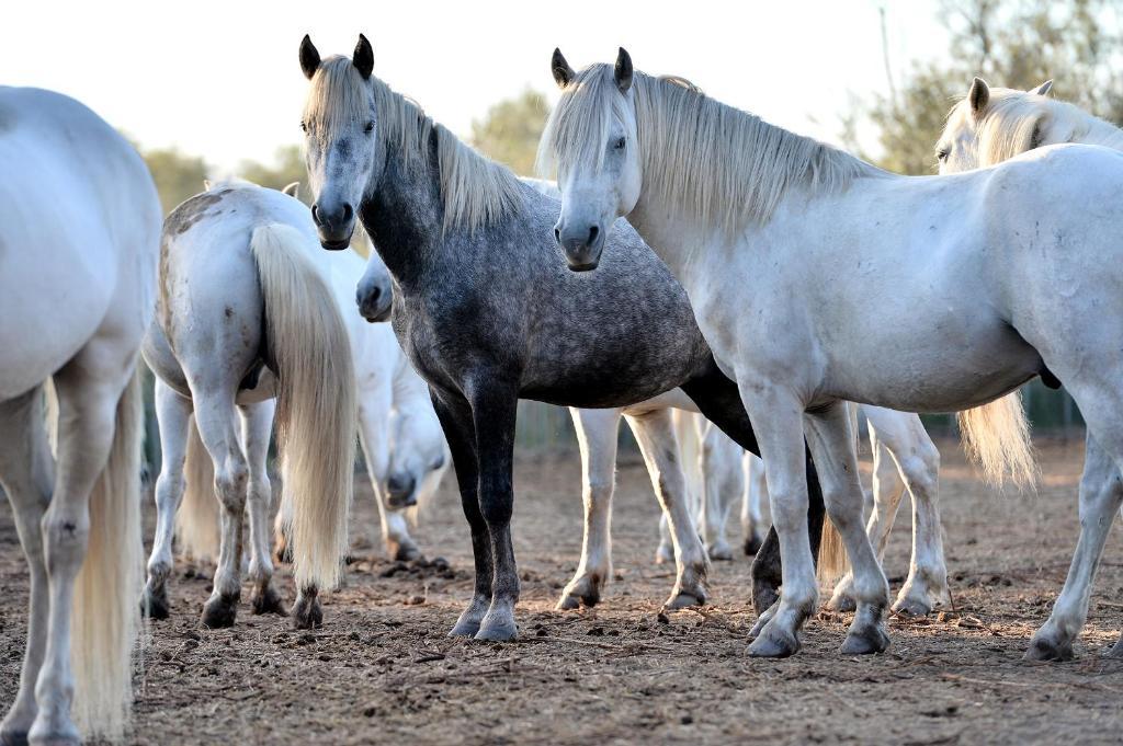 Mas De La Grenouillere Hotel Et Centre Equestre En Pleine Nature Saintes-Maries-de-la-Mer Buitenkant foto