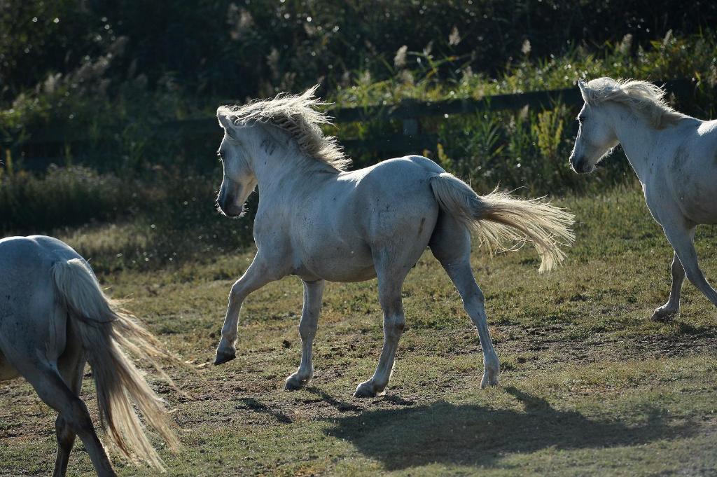 Mas De La Grenouillere Hotel Et Centre Equestre En Pleine Nature Saintes-Maries-de-la-Mer Buitenkant foto